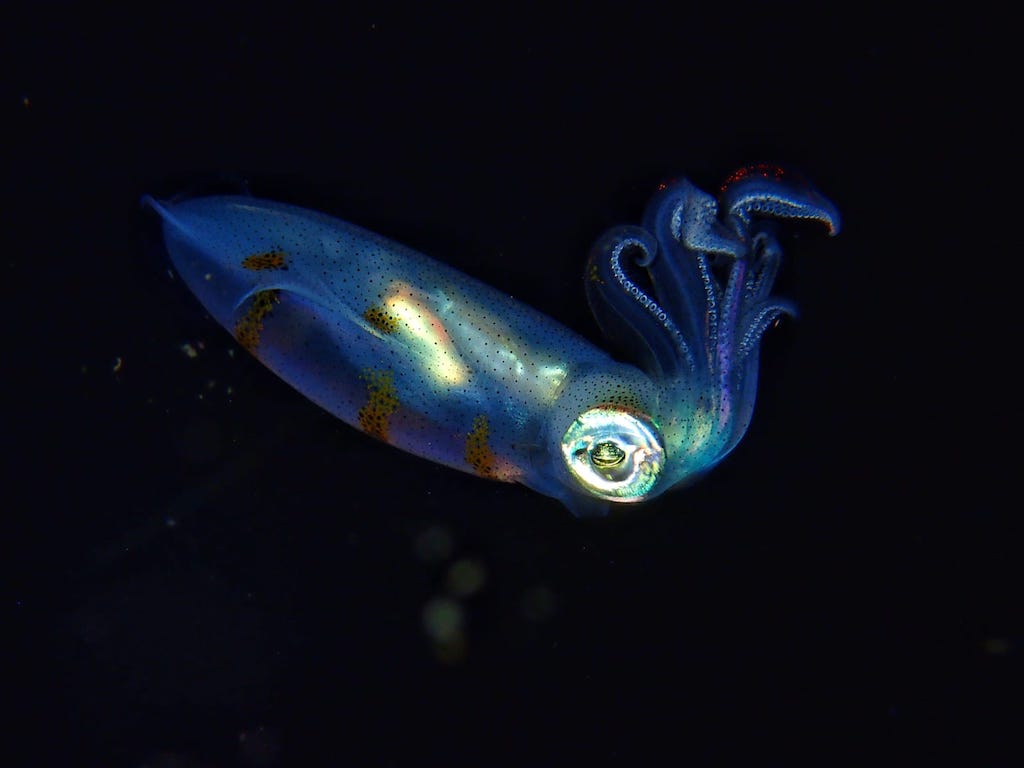 Liveaboard diving in Indonesia squid