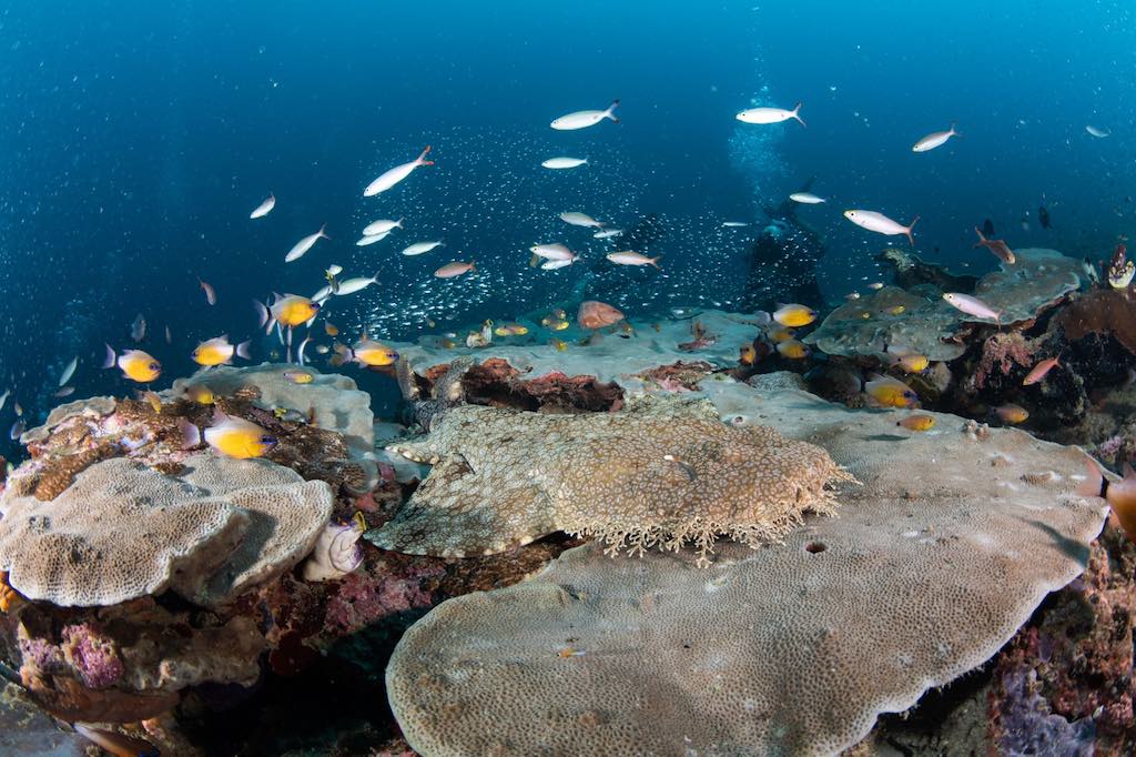 Liveaboard diving in Indonesia wobbegong shark