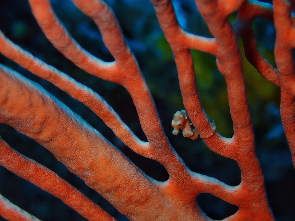 Misool Raja Ampat pygmy seahorse Denise