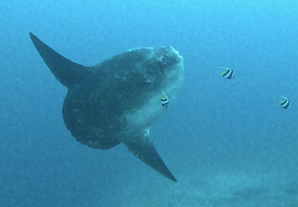 Ikan Mola mola fish sunfish diving Nusa Penida Bali