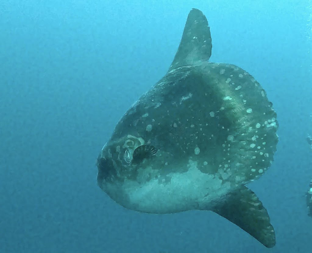 Ikan Mola Mola fish sunfish diving Nusa Penida Bali Indonesia