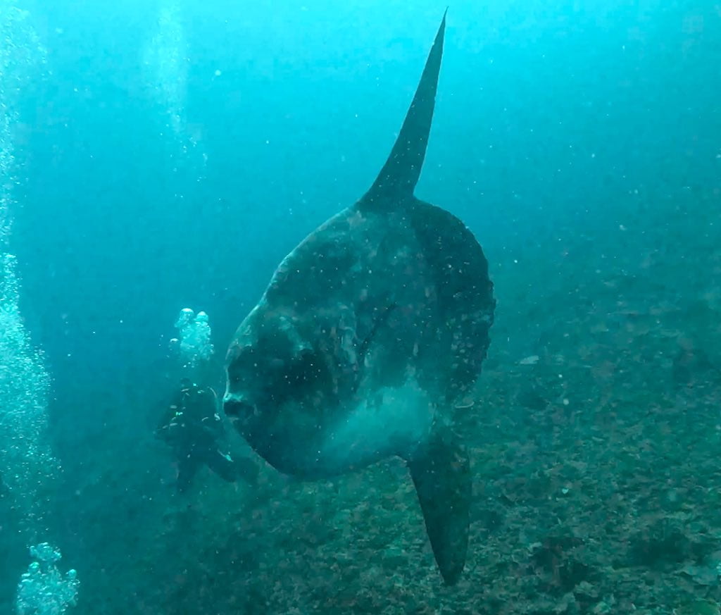 Mola Mola fish sunfish diving Nusa Penida Bali Indonesia