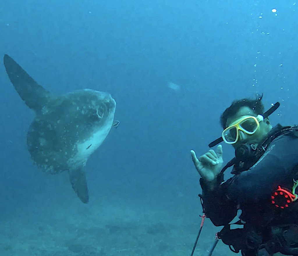 Ikan Mola Mola fish sunfish diving Nusa Penida Bali Indonesia