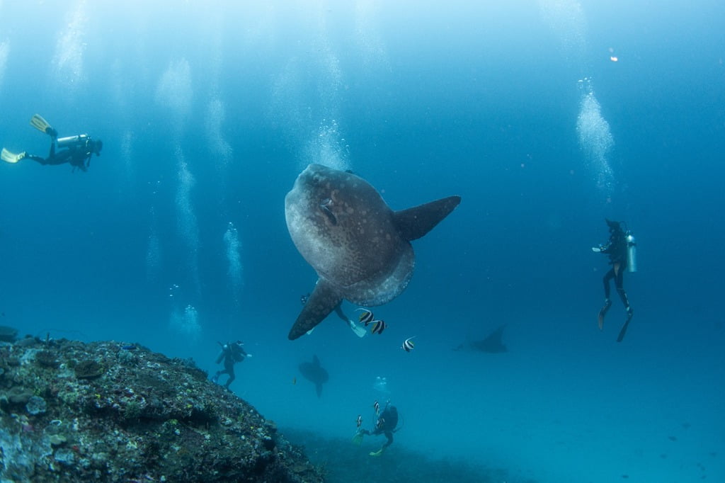 Mola Mola fish sunfish Manta Ray Nusa Penida Bali Dune