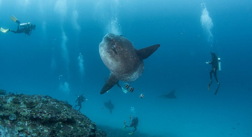 Ikan Mola Mola fish Manta Ray Nusa Penida Bali Dune Penida