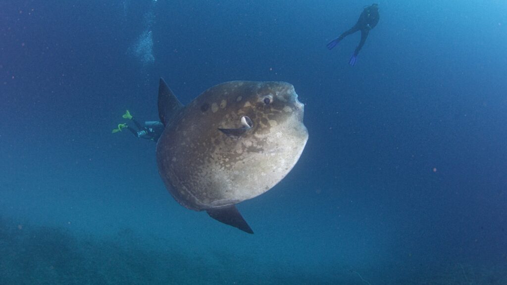 Ikan Mola Mola fish sunfish Nusa Penida Bali Dune Penida