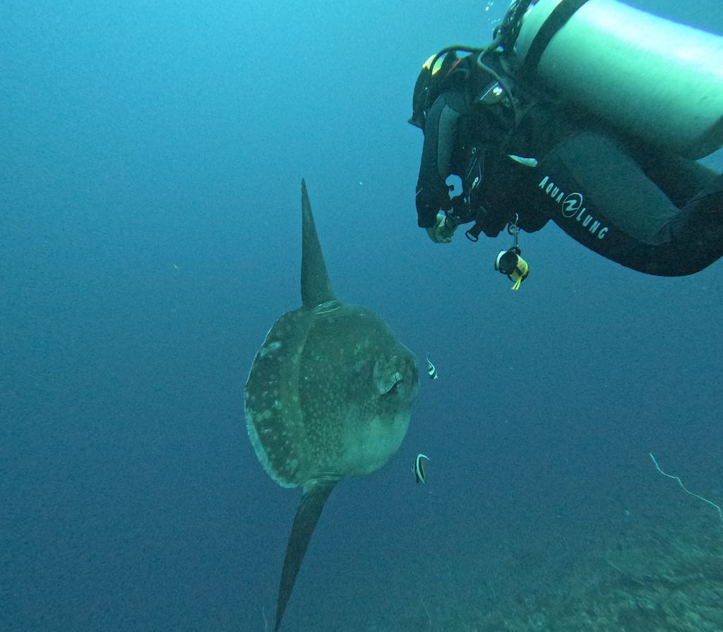 mola mola fish sunfish crystal bay nusa penida dune dive center