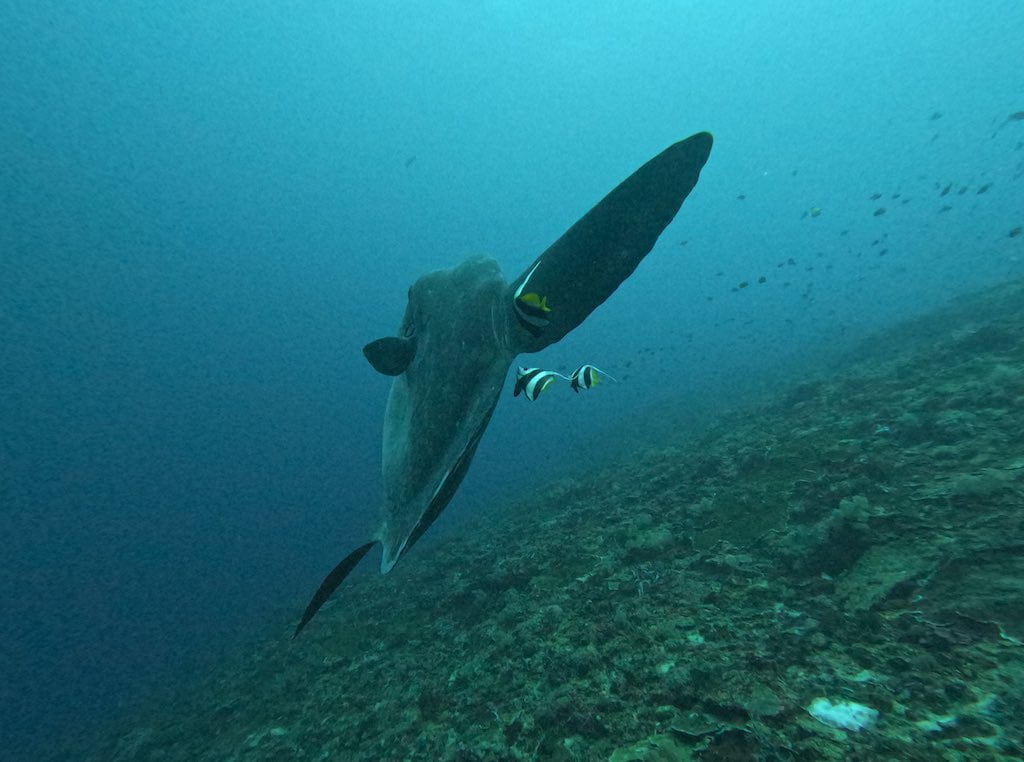 mola mola sunfish Nusa Penida Dune