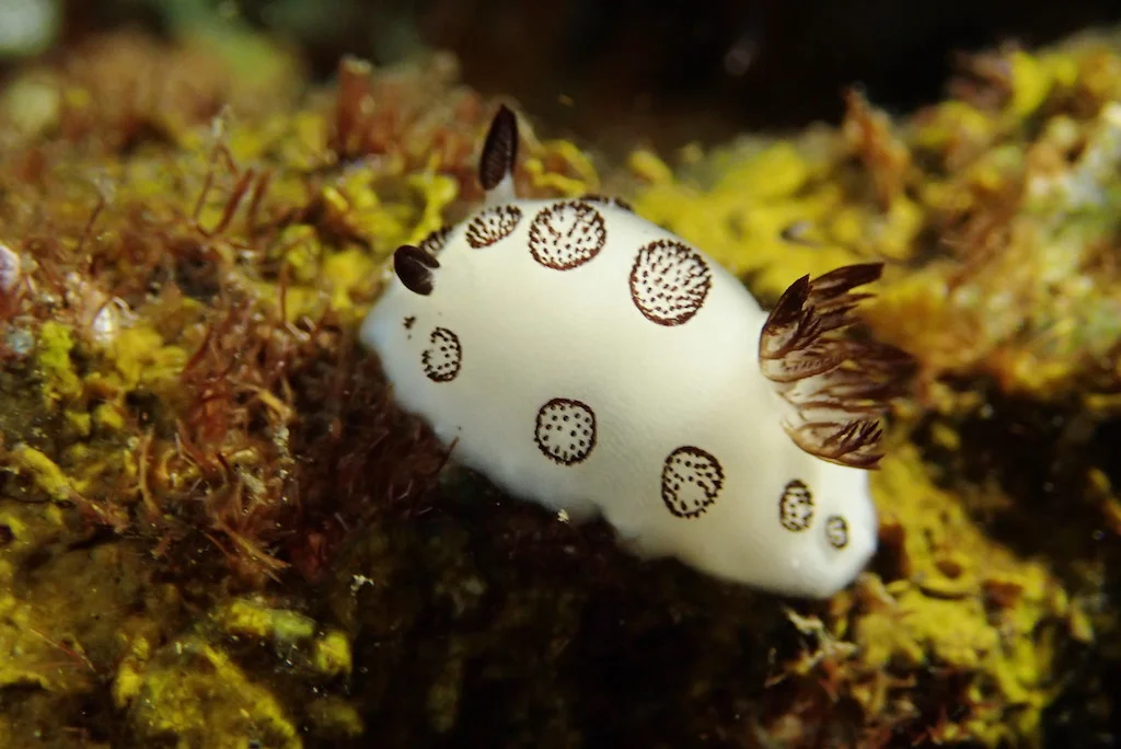 Un nudibranquio Jorunna en el arrecife buceando en Nusa Penida, Bali