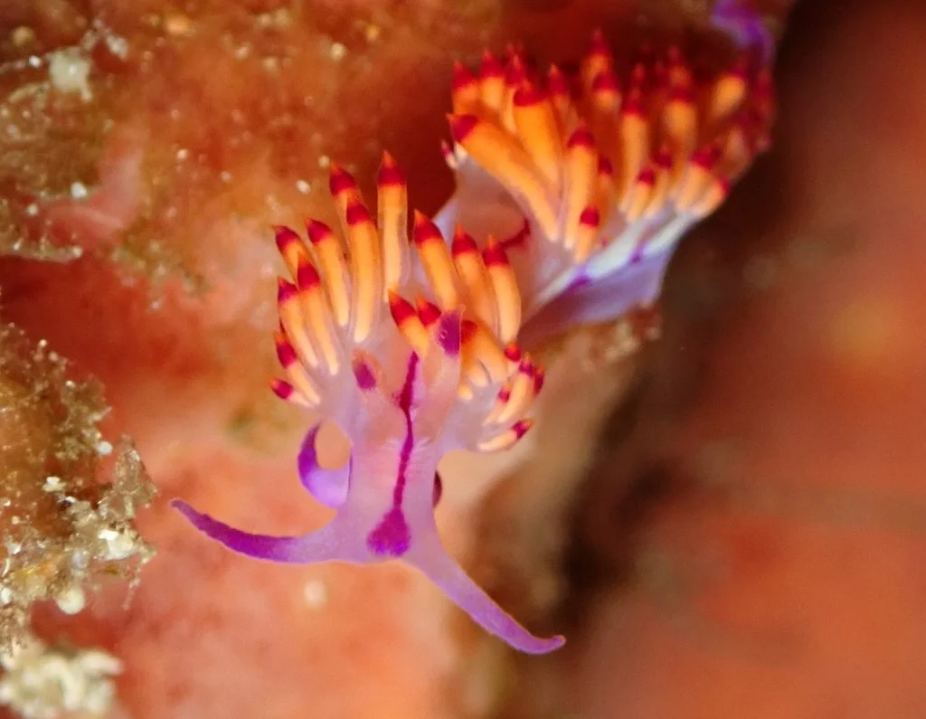 Un nudibranquio Flabellina con sus coloridos ceratas, Nusa Penida, Bali
