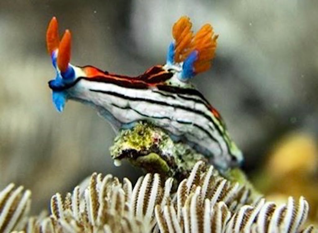 Nudibranch sea slug Nusa Penida Bali