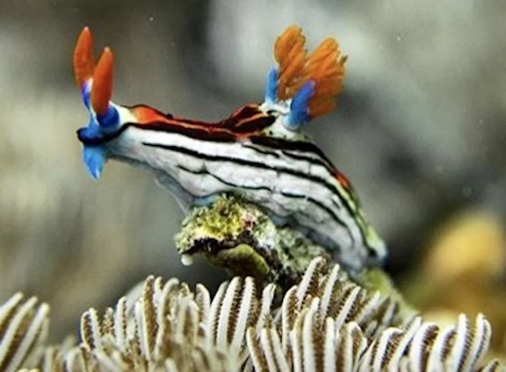 Un colorido nudibranquio desplazándose por el arrecife de coral, Nusa Penida, Bali