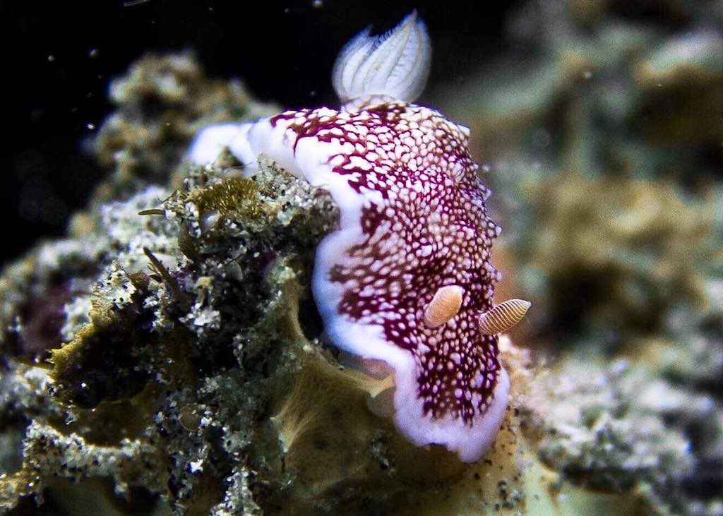 Nudibranch Nusa Penida Bali sea slug