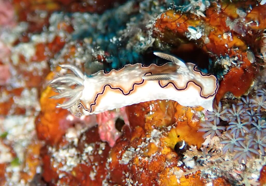 nudibranch Cheese Cake Doriprismatica atromarginata Nusa Penida Bali