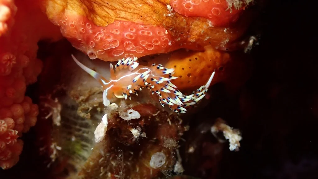 Un nudibranquio Phidiana indica, Nusa Penida, Bali