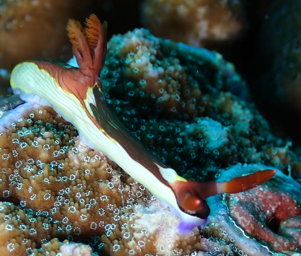 nudibranch nembrotha chamberlaini  Nusa Penida Bali