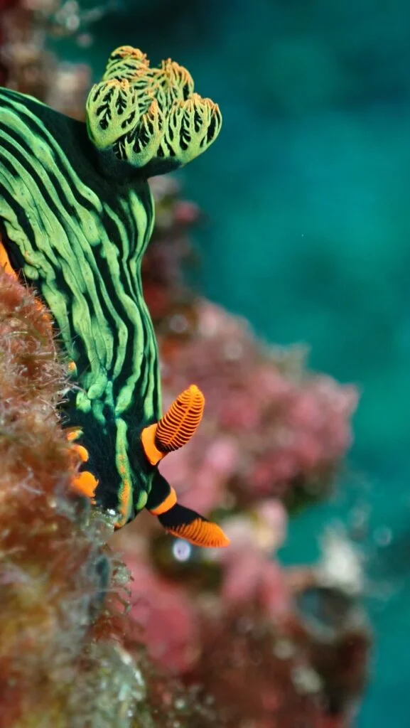 Un nudibranquio Nembrotha kubaryana, Nusa Penida, Bali