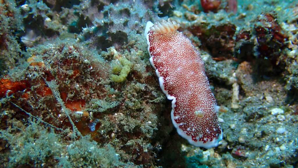 nudibranch red and white sea slug Nusa Penida Bali