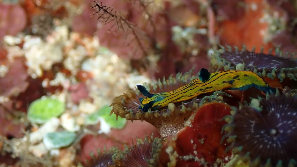Un nudibranquio Roboastra tentaculata, Nusa Penida, Bali