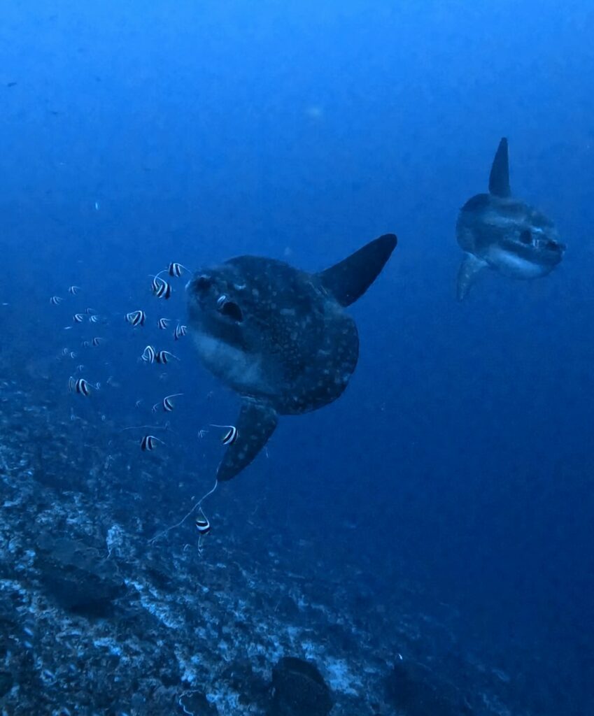 2 Mola Mola fish sunfish Nusa Penida Bali