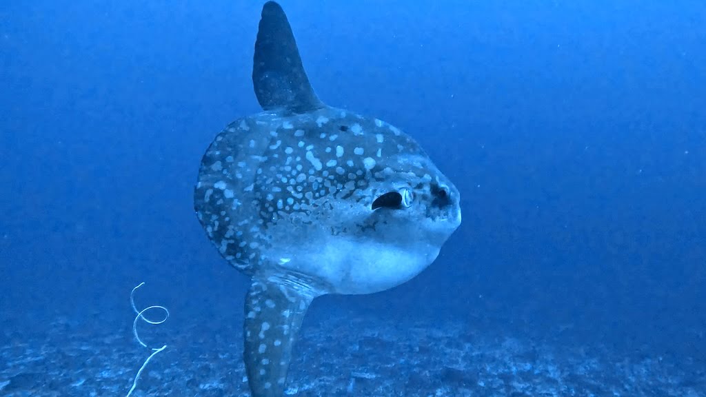 Mola Mola fish sunfish Nusa Penida Bali