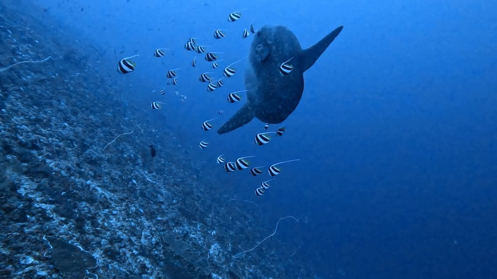 Mola Mola fish sunfish and banner fish Nusa Penida Bali