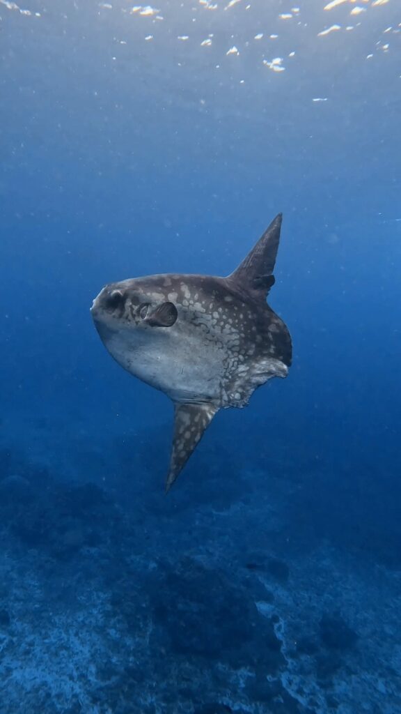 mola mola sunfish in shallow water