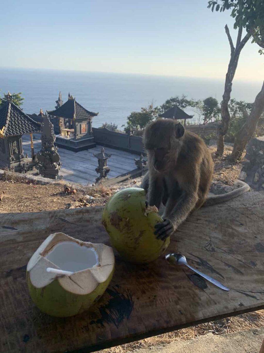 Monyet dengan kelapa di Kelingking Beach, Nusa Penida
