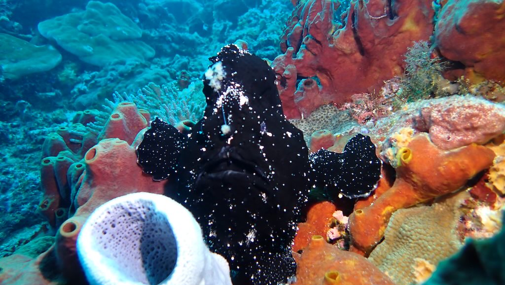 Frog Fish diving SD point Nusa Penida