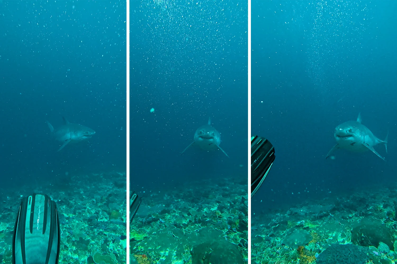 Il Divemaster Fabian Clinton di fronte al grande squalo bianco a Ped, Nusa Penida