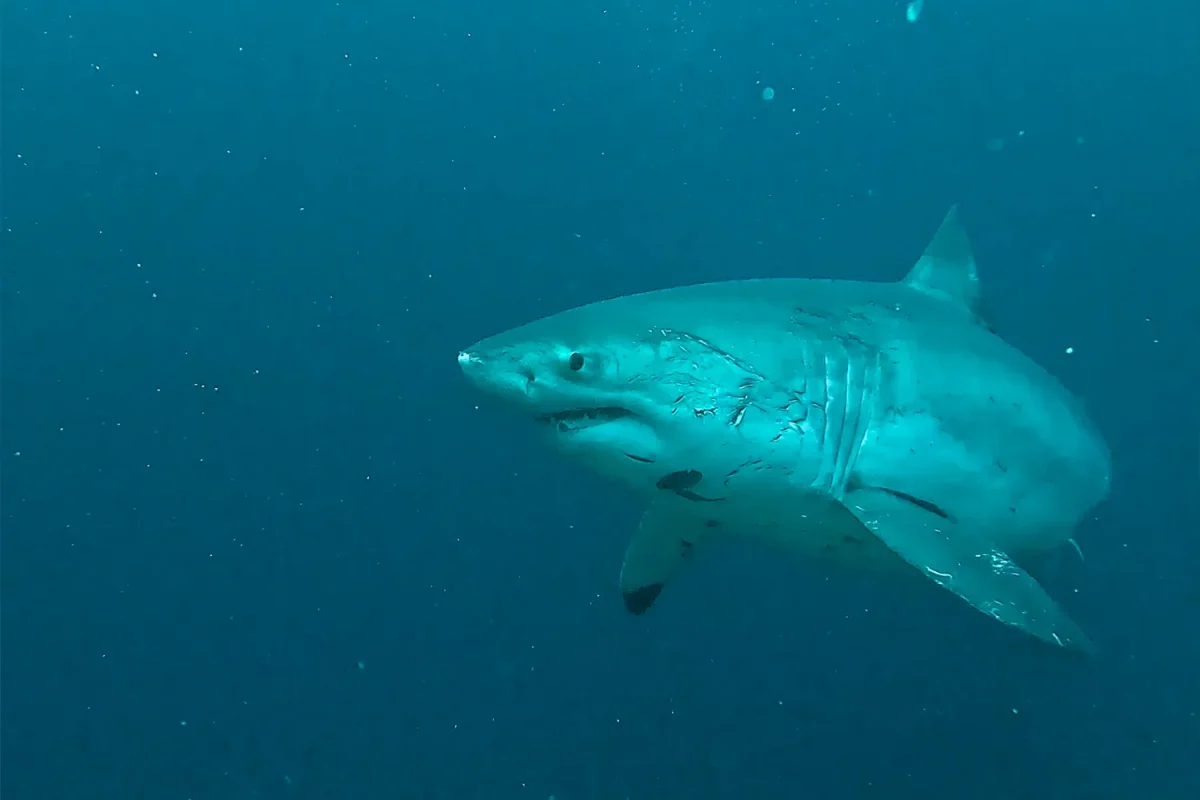 Great White Shark diving Ped dive site Nusa Penida 