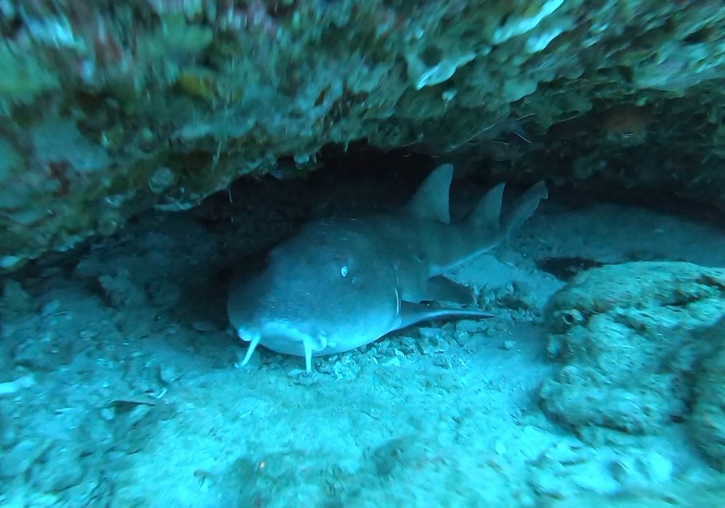 bamboo shark manta point nusa penida bali