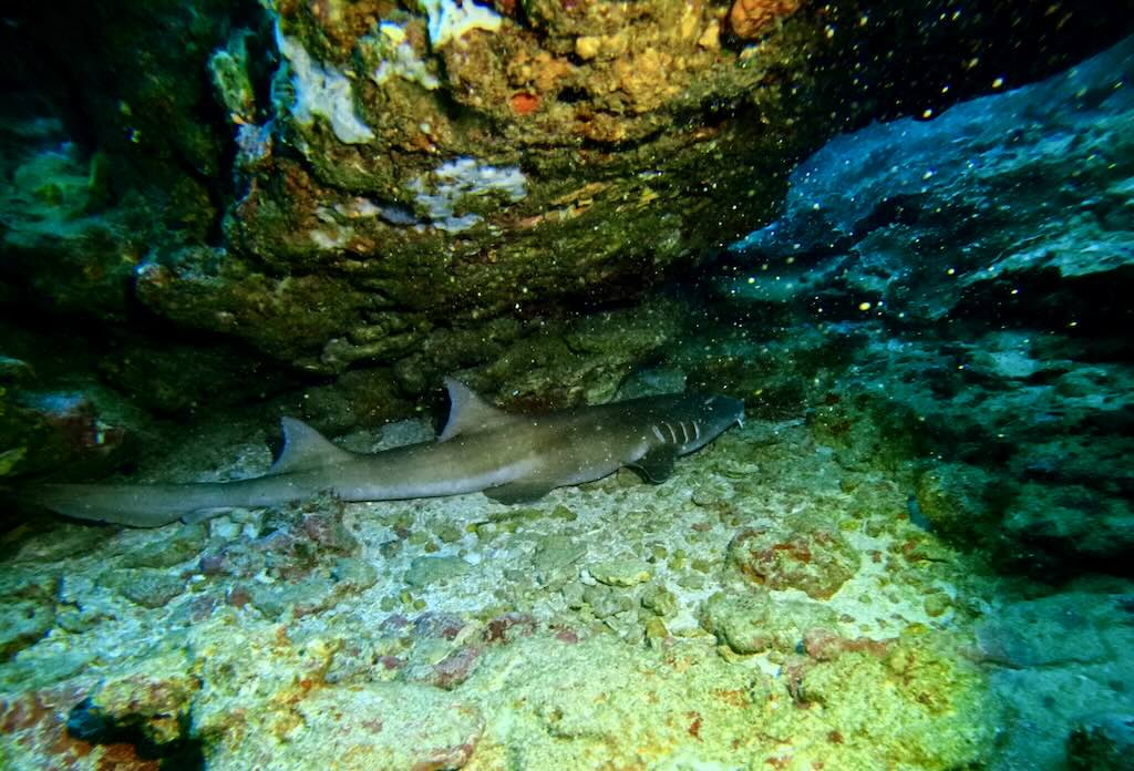 bamboo shark manta point nusa penida