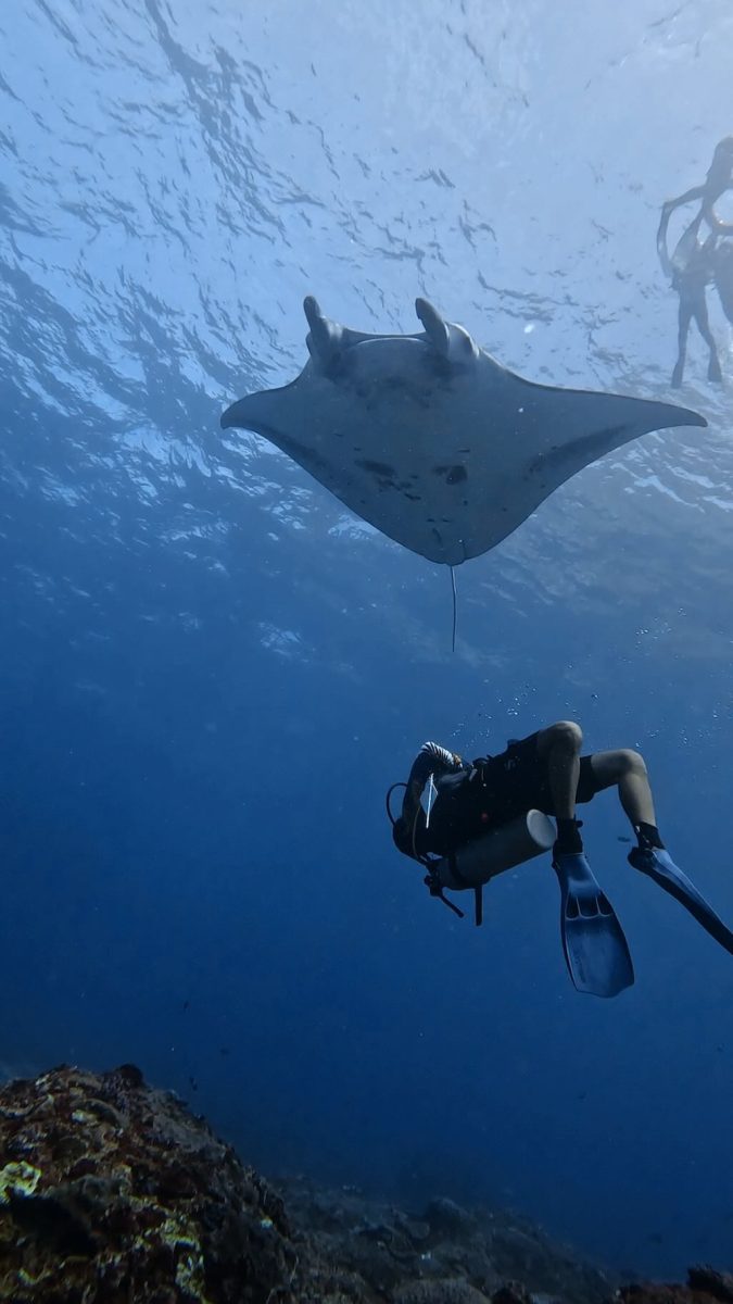 manta ray diving or snorkeling at manta point