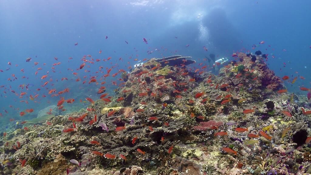 Diving GIli Tepekong Padang Bai Bali
