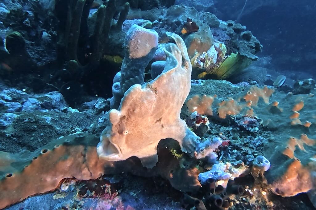 Frog Fish Gili Biaha Padang Bai Diving