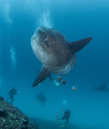 2 Mola Mola Manta point Nusa Penida