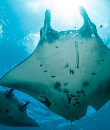 3 Manta Ray diving Nusa penida Bali