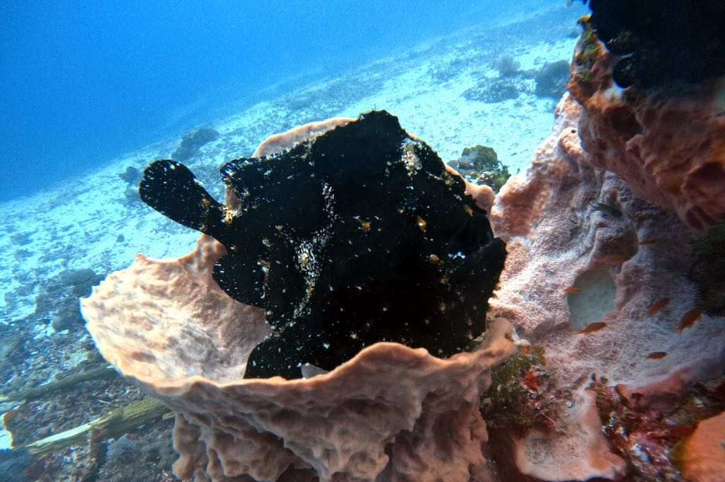 Frogfish Malibu dive site Nusa Penida