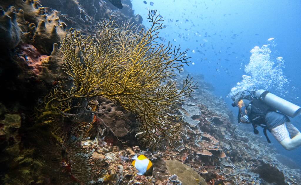 Karang Sari dive site Cyril