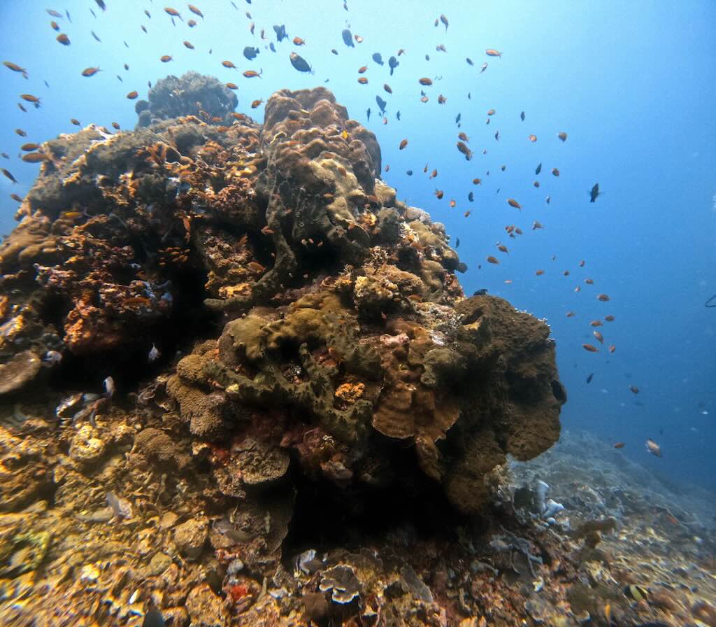 Karang Sari dive site Nusa Penida