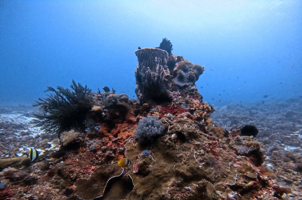 Malibu dive site  Nusa Penida