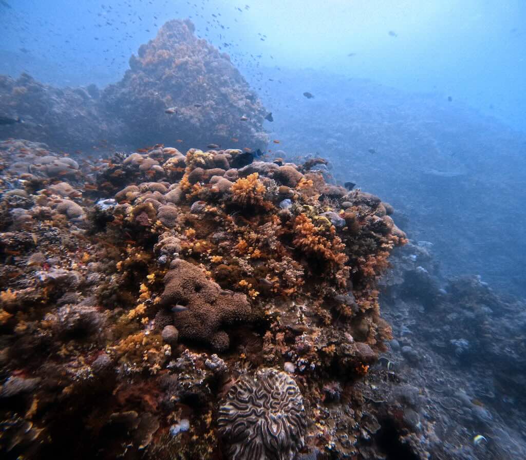 Malibu dive site  Nusa Penida Bali