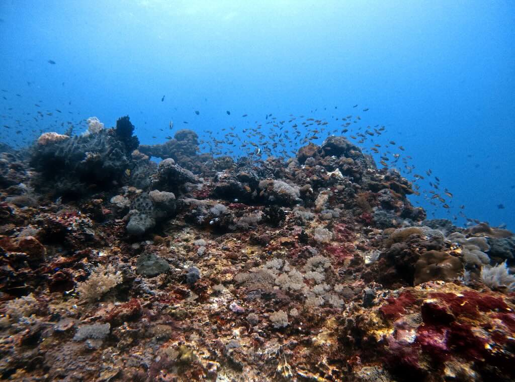 Malibu dive site creek Nusa Penida diving