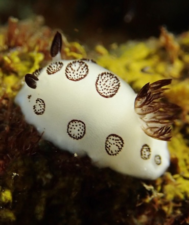 Nudibranch Nusa Penida Bali JORUNNA