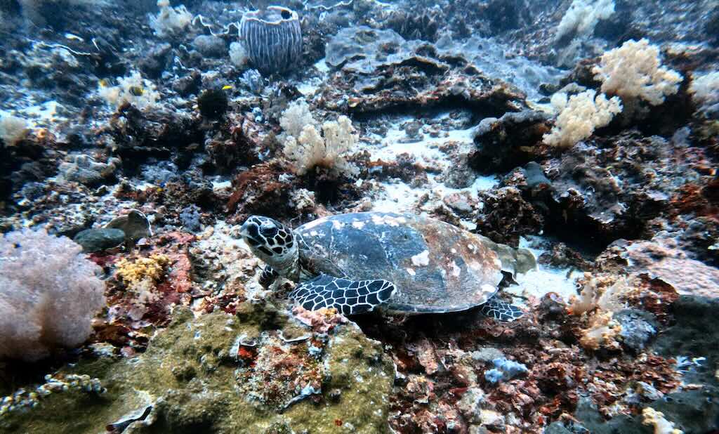 Turtle at Malibu dive site Nusa Penida diving