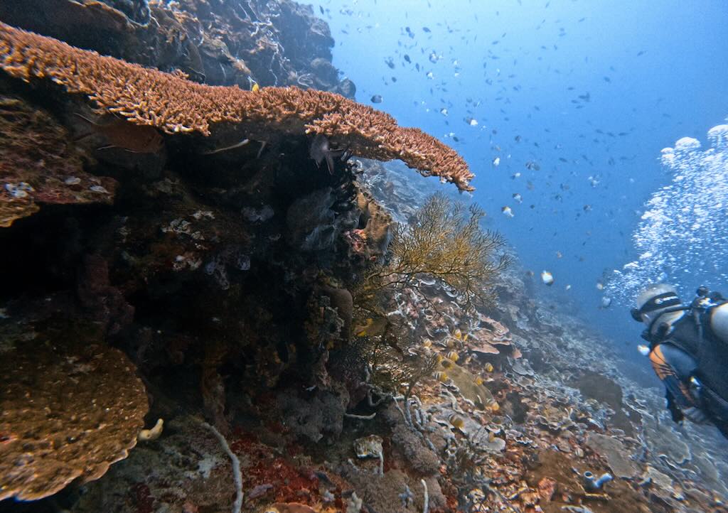 Wall Karang Sari dive site Nusa Penida Bali