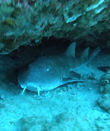 bamboo shark manta point nusa penida bali
