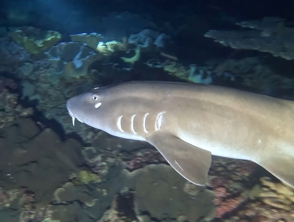Bamboo shark seen during a night dive at Manta Point Nusa Penida