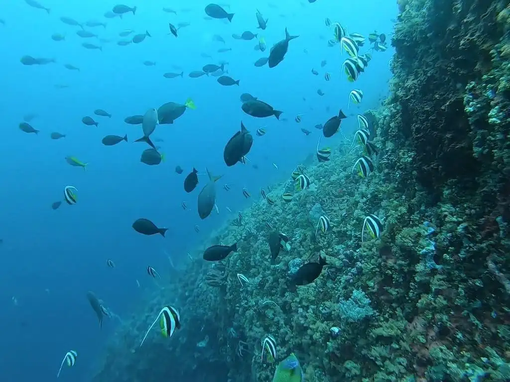 Batu Bolong dive site Nusa Penida Bali strong current diving